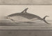 Histoire naturelle de Saint-Domingue Pl062 - René de Rabi — vy av konstverket