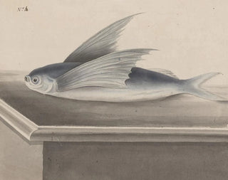 Histoire naturelle de Saint-Domingue - René de Rabi — vy av konstverket