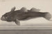 Histoire naturelle de Saint-Domingue Pl064 - René de Rabi — vy av konstverket