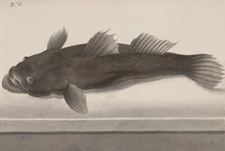 Ren de Rabi - Natural history of Saint Domingue Pl064.webp