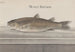 Histoire naturelle de Saint-Domingue Pl066 - René de Rabi — vy av konstverket
