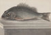 Histoire naturelle de Saint-Domingue Pl067 - René de Rabi — vy av konstverket