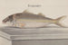 Histoire naturelle de Saint-Domingue Pl068 - René de Rabi — vy av konstverket