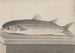 Histoire naturelle de Saint-Domingue Pl069 - René de Rabi — vy av konstverket