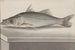 Histoire naturelle de Saint-Domingue Pl. 070 - René de Rabi — vy av konstverket