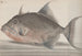 Histoire naturelle de Saint-Domingue Pl071 - René de Rabi — vy av konstverket
