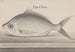 Histoire naturelle de Saint-Domingue Pl. 072 - René de Rabi — vy av konstverket