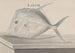 Histoire naturelle de Saint-Domingue Pl073 - René de Rabi — vy av konstverket