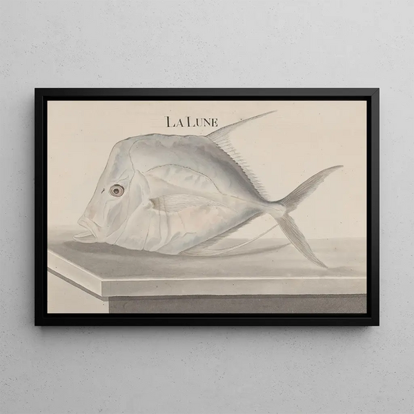 Histoire naturelle de Saint-Domingue Pl073 - René de Rabi — inramlat konstverk på väggen