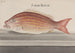 Histoire naturelle de Saint-Domingue Pl074 - René de Rabi — vy av konstverket