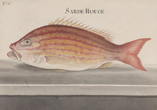 Ren de Rabi - Natural history of Saint Domingue Pl074.webp