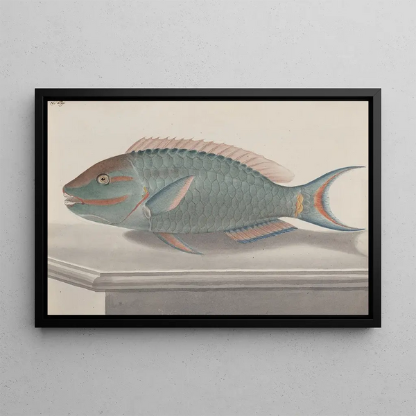 Ren de Rabi - Natural history of Saint Domingue Pl075.webp