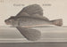 Histoire Naturelle de Saint-Domingue Pl076 - René de Rabi — vy av konstverket