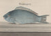 Histoire naturelle de Saint-Domingue Pl077 - René de Rabi — vy av konstverket