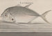 Histoire naturelle de Saint-Domingue Pl078 - René de Rabi — vy av konstverket