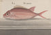 Histoire naturelle de Saint-Domingue Pl. 079 - René de Rabi — vy av konstverket