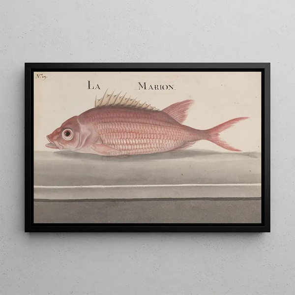 Ren de Rabi - Natural history of Saint Domingue Pl079.webp