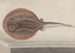 Histoire naturelle de Saint-Domingue Pl080 - René de Rabi — vy av konstverket