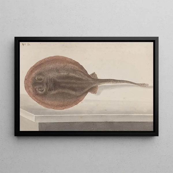 Ren de Rabi - Natural history of Saint Domingue Pl080.webp