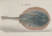 Histoire naturelle de Saint-Domingue Pl081 - René de Rabi — vy av konstverket