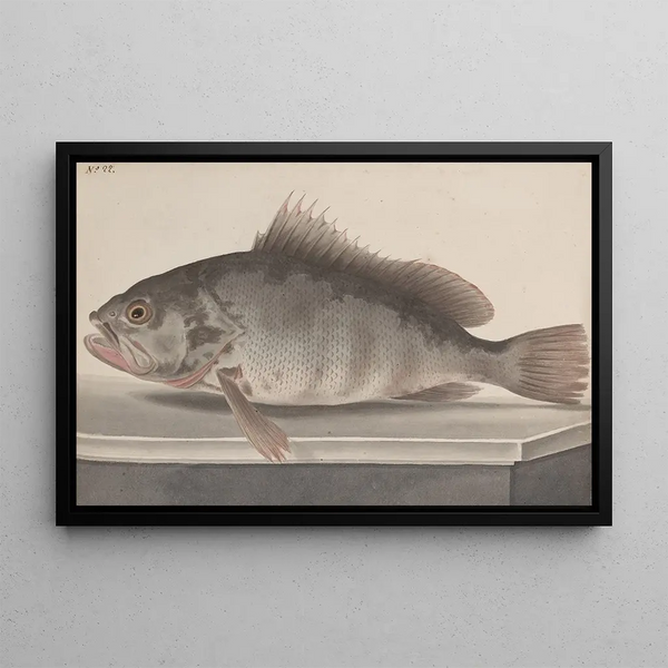 Histoire naturelle de Saint-Domingue Pl085 - René de Rabi — inramlat konstverk på väggen