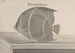 Histoire naturelle de Saint-Domingue Pl087 - René de Rabi — vy av konstverket