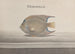 Histoire naturelle de Saint-Domingue Pl088 - René de Rabi — vy av konstverket