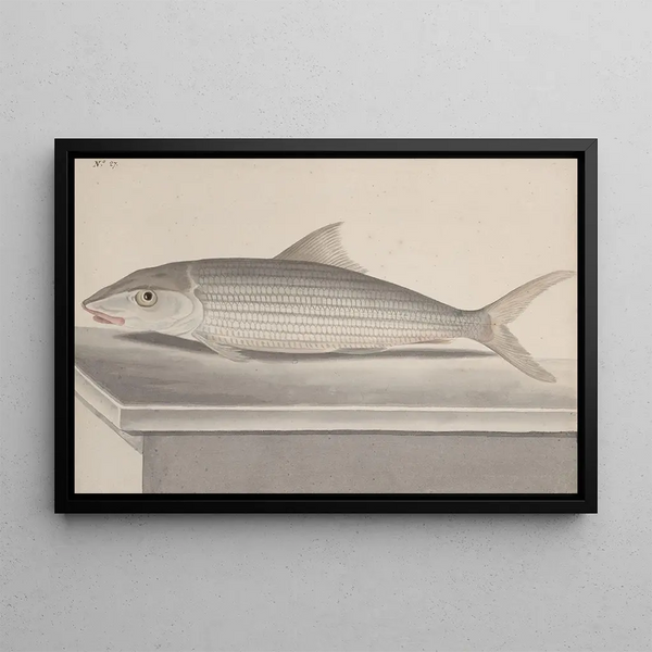 Histoire naturelle de Saint-Domingue Pl092 - René de Rabi — inramlat konstverk på väggen