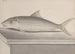 Histoire naturelle de Saint-Domingue Pl092 - René de Rabi — vy av konstverket