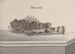 Histoire naturelle de Saint-Domingue Pl094 - René de Rabi — vy av konstverket