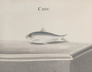 Ren de Rabi - Natural history of Saint Domingue Pl096.webp