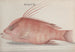 Histoire naturelle de Saint-Domingue Pl097 - René de Rabi — vy av konstverket