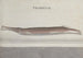 Histoire naturelle de Saint-Domingue Pl101 - René de Rabi — vy av konstverket