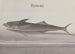 Histoire naturelle de Saint-Domingue Pl103 - René de Rabi — vy av konstverket