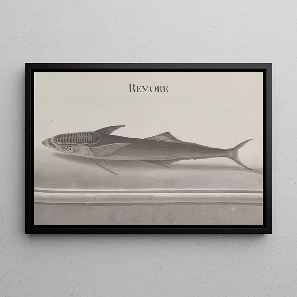 Histoire naturelle de Saint-Domingue Pl103 - René de Rabi — inramlat konstverk på väggen