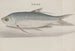 Histoire naturelle de Saint-Domingue, Pl. 105 - René de Rabi — vy av konstverket