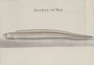 Ren de Rabi - Natural history of Saint Domingue Pl107.webp