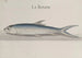 Histoire naturelle de Saint-Domingue, Pl110 - René de Rabi — vy av konstverket