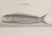 Histoire naturelle de Saint-Domingue Pl112 - René de Rabi — vy av konstverket