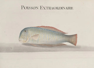 Ren de Rabi - Natural history of Saint Domingue Pl114.webp