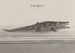 Histoire naturelle de Saint-Domingue Pl117 - René de Rabi — vy av konstverket