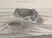Histoire naturelle de Saint-Domingue, Pl. 120 - René de Rabi — vy av konstverket