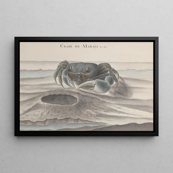 Histoire naturelle de Saint-Domingue, Pl. 120 - René de Rabi — inramlat konstverk på väggen