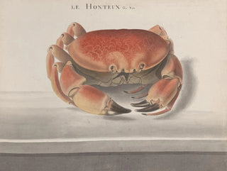 Histoire naturelle de Saint-Domingue Pl125 - René de Rabi — vy av konstverket