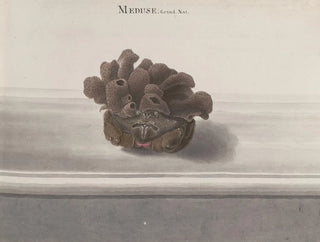 Ren de Rabi - Natural history of Saint Domingue Pl127.webp