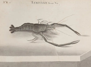 Ren de Rabi - Natural history of Saint Domingue Pl132.webp