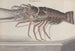 Histoire naturelle de Saint-Domingue Pl133 - René de Rabi — vy av konstverket