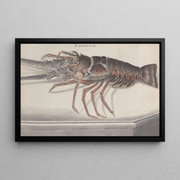 Histoire naturelle de Saint-Domingue Pl133 - René de Rabi — inramlat konstverk på väggen