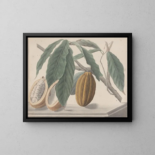 Ren de Rabi - Natural history of Saint Domingue Pl136.webp