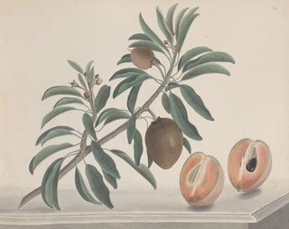 Ren de Rabi - Natural history of Saint Domingue Pl144.webp